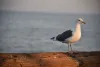 Newport Beach 2017 - DSC_4733